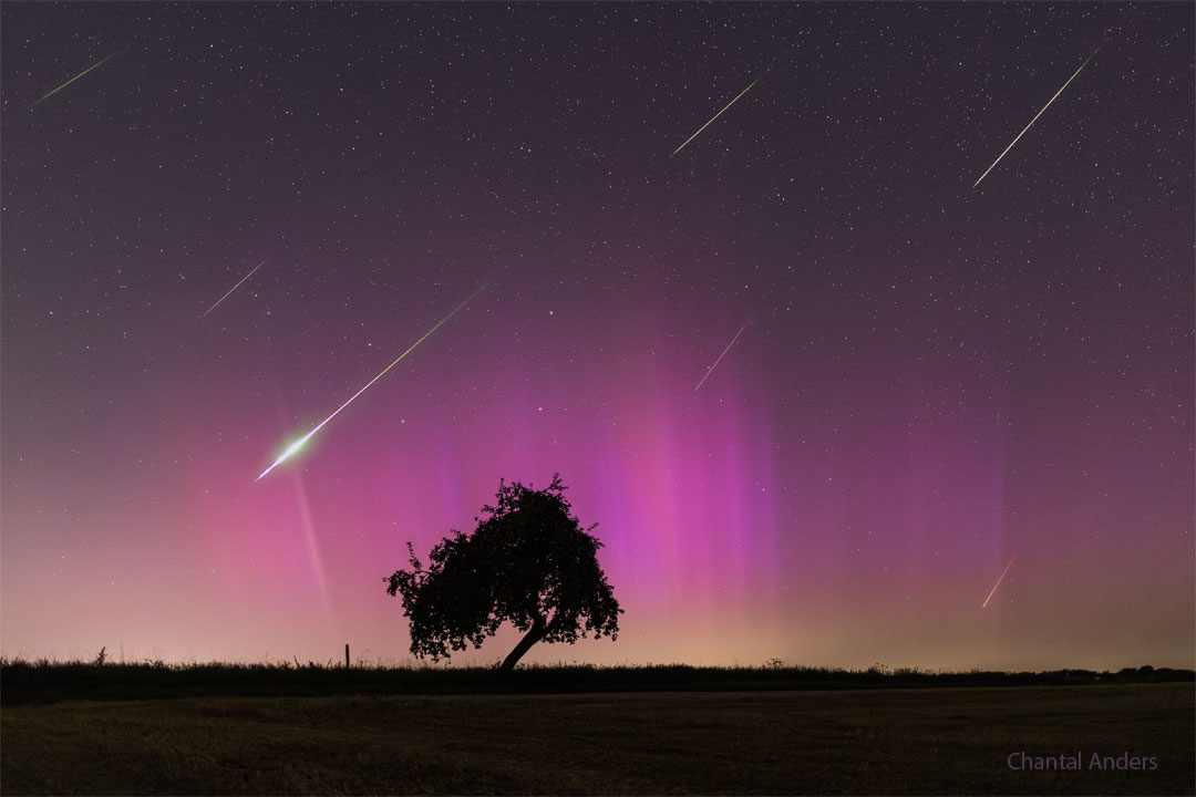 A night sky filled with stars is colored partly purple
by an aurora. Also visible are several streaks which are
meteors in this image composite. In the foreground is
a field and lone tree. Part of the tree slants at the
nearly the same angle of the meteor streaks.
Please see the explanation for more detailed information.