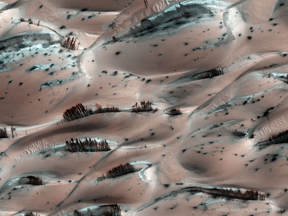 Viewed from above, a landscape on Mars
features many ridges of pink sand. Superposed on
some of these ridges are thin brown stipes.
Please see the explanation for more detailed information.