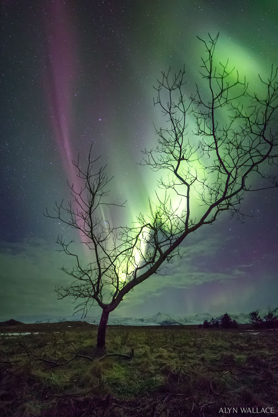 A leafless tree is pictured below a starry sky. In the
sky behind the tree is an aurora glowing mostly green but
with some purple. The shape of the aurora seems to follow
the branches of the tree.
Please see the explanation for more detailed information.