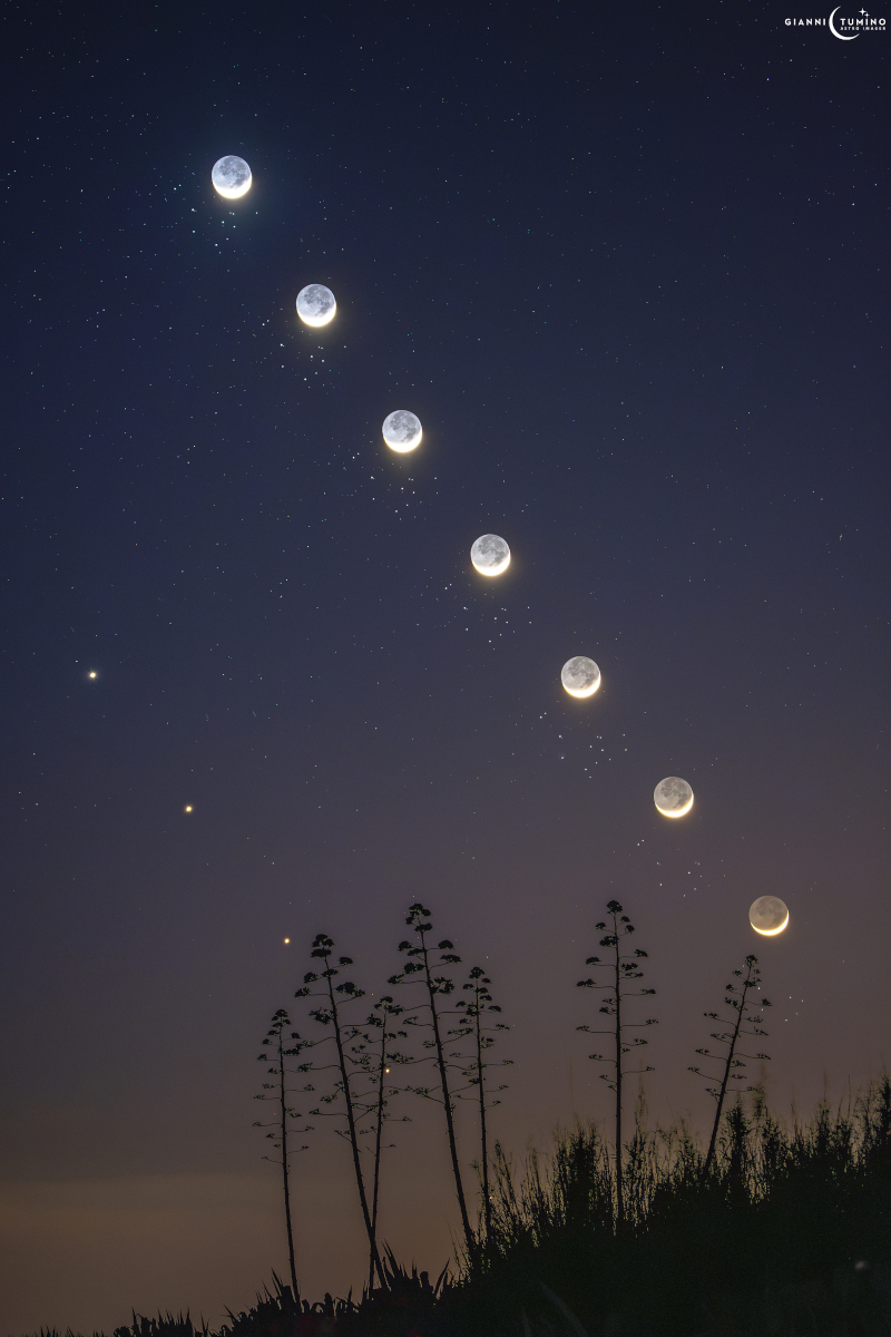 The crescent Moon, Venus, and the Pleiades travel across the twilight sky. The silhouettes of a few beach flowers decorate the foreground.